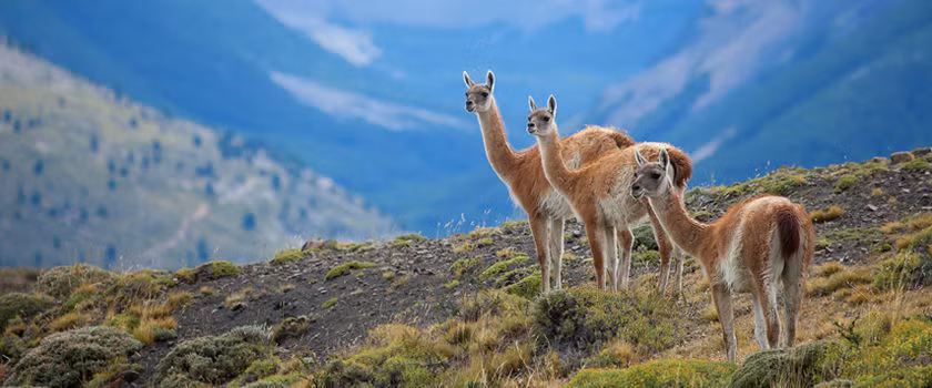 Đây là loài lạc đà được đánh giá là thanh nhã, duyên dáng. Vì thế, chúng còn được chọn là quốc thú của Peru, biểu tượng của nó được sử dụng trên huy hiệu Peru.