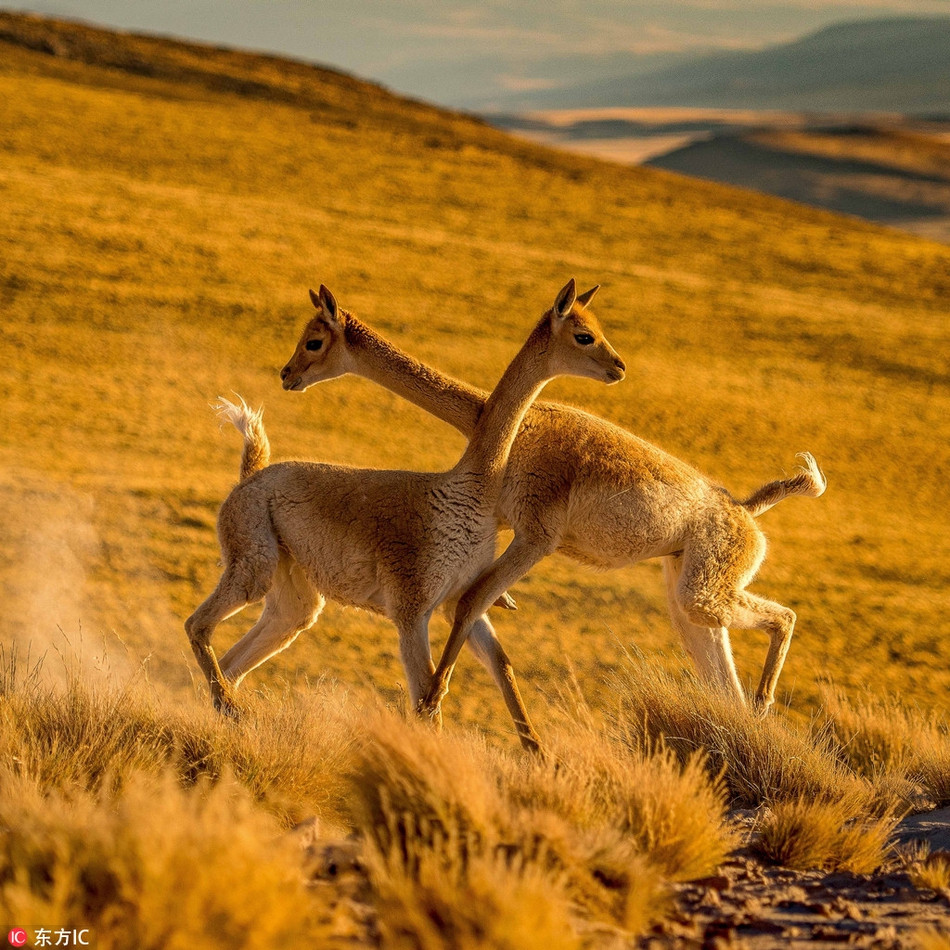 Lac da kich chien duoi anh hoang hon dep nhu nhay mua