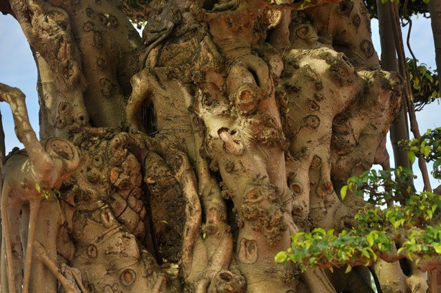 Cây cao 3,8m, rộng 2,7m, có tuổi đời trên 60 năm.