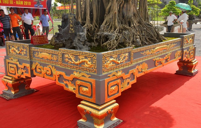 Một điều khác biệt và ít thấy trong giới cây cảnh là, phần chậu của siêu cây được dát 5 cây vàng, trị giá 185 triệu đồng.