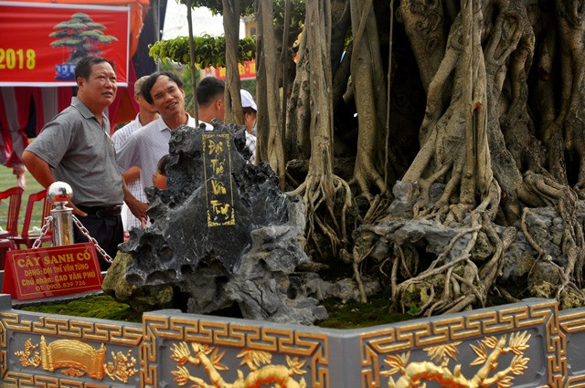 Thông tin từ ban tổ chức triển lãm cho biết: Cây “Đại thế vân tùng" có nguồn gốc từ Phú Thượng (Hà Nội), được một người ở Nam Điền (Nam Trực, Nam Định) bán cho anh Nguyễn Văn Oai (Thái Bình). Anh Cao Văn Phú mua lại với giá gần 10 tỉ đồng.