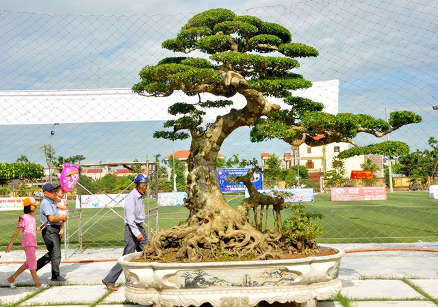 Tại triển lãm năm nay, nhiều cây sanh giá trị lớn cũng được hội tụ.