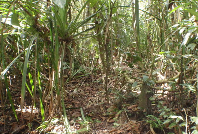 Loai cay ky la moc tren kim cuong, tim thay se thay kim cuong