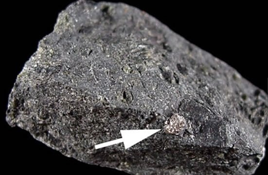 Loai cay ky la moc tren kim cuong, tim thay se thay kim cuong-Hinh-3