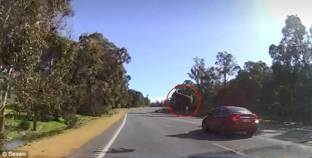 Thot tim canh kangaroo thinh linh xuat hien nhu phim hanh dong-Hinh-3