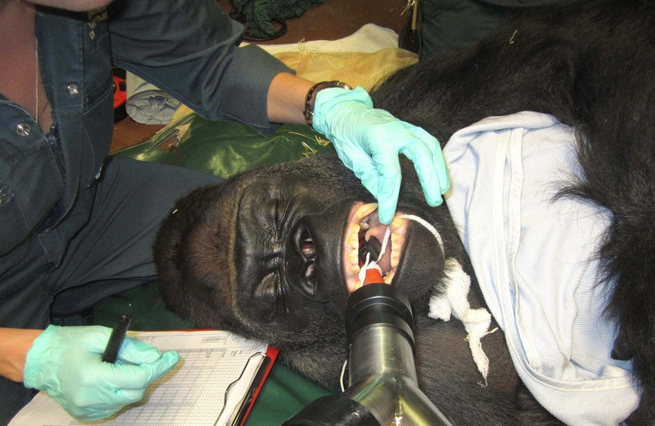 Được các bác sĩ ở Sở thú Paignton, Anh thăm khám, con khỉ đột này nhắm chặt mắt vì không muốn nhìn thấy những gì đang diễn ra.