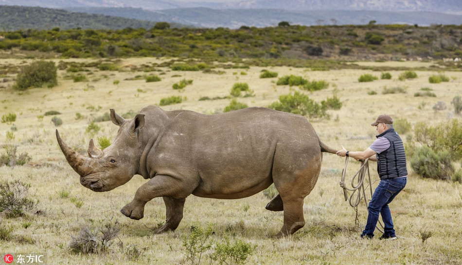 Mặc dù bị thương, tê giác vẫn từ chối điều trị vì quá sợ các bác sĩ. Cuối cùng, phải nhờ thuốc mê, tê giác mới chịu đứng im để các bác sĩ thăm khám, chữa trị.