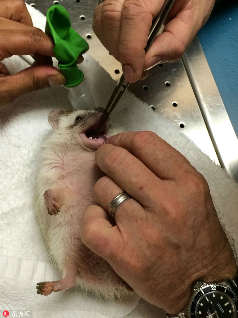 Tương tự như gấu Bắc cực, con nhím này đã bị gây tê hoàn toàn trước khi khám răng. Nếu không, chắc chắn nó sẽ rất hoảng loạn.