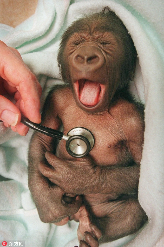 Mới chỉ nghe nhịp tim, đười ươi mới sinh đã "diễn sâu", nhăn nhó làm như rất đau đớn.