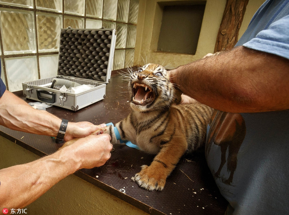 Tại Sở thú Jihlava ở Cộng hòa Séc, bác sĩ thú y thường xuyên kiểm tra hai con hổ con Sumatran để chủng ngừa. Có thể thấy hổ con thực sự ghét bỏ việc tiêm chủng và ra sức phản đối. Tuy nhiên, bất chấp sự kháng cự dữ dội, hổ con vẫn không thể thoát khỏi số phận bị tiêm chủng.