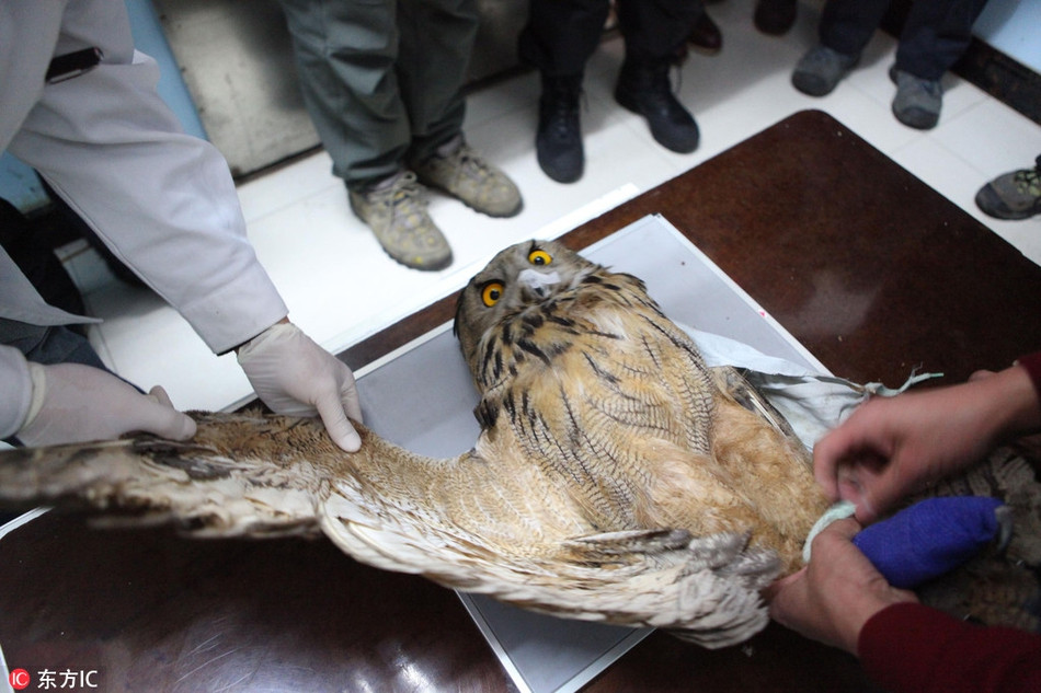 Một con cú đại bàng bị thương đang được chụp X-quang và nắn khớp. Lần đầu tiên tiếp xúc với công nghệ hiện đại, cú đại bàng thực sự sửng sốt và có sợ hãi.