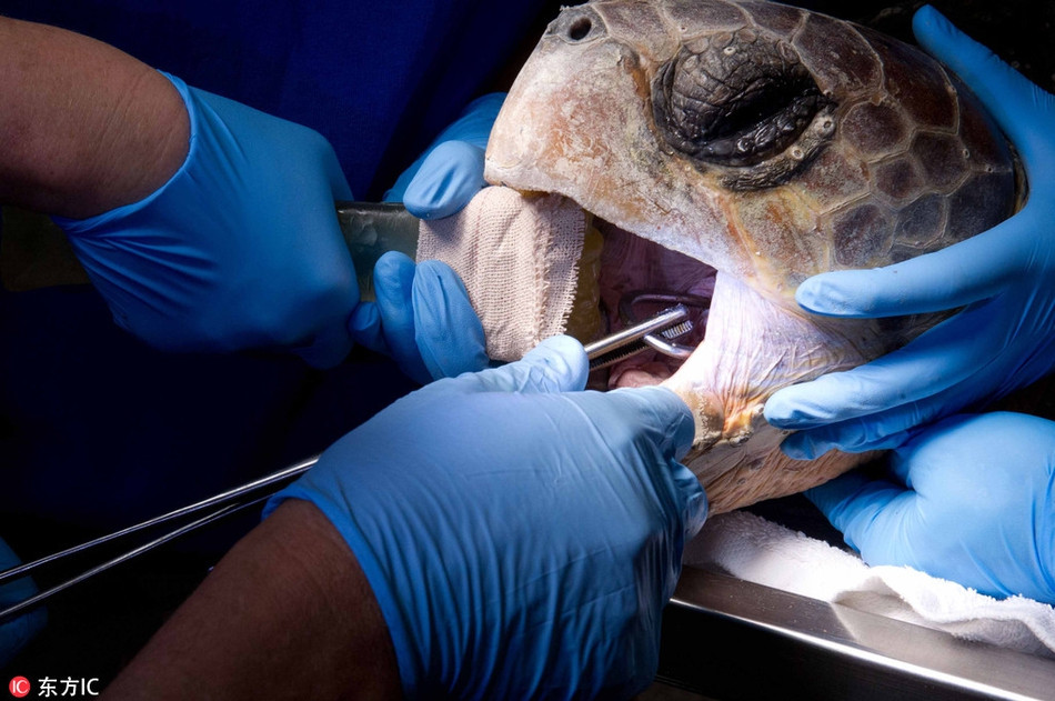 Một con rùa ở Florida, Mỹ do vô tình ăn phải một lưỡi câu đã bị thương nghiêm trọng. Mặc dù đau đớn đến nhăn nhó, thế nhưng con rùa vẫn chịu đựng để phối hợp với các bác sĩ thú y, mong sớm hồi phục.