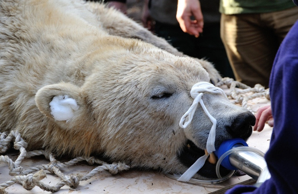 Hầu hết mọi người đều sợ đi đến phòng khám của các nha sĩ, bởi vì việc nhổ răng thật sự rất đau đớn, gấu Bắc cực ở Scotland cũng không ngoại lệ. Nó thà bị tiêm thuốc an thần còn hơn tỉnh táo khi bị nhổ răng.