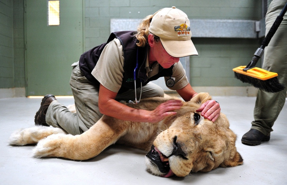 Phải tiếp xúc với bác sĩ, đến cả những con sư tử khổng lồ, nổi tiếng dũng mãnh cũng phải sợ hãi. Khuôn mặt của con sư tử này đã nói hết tất cả.