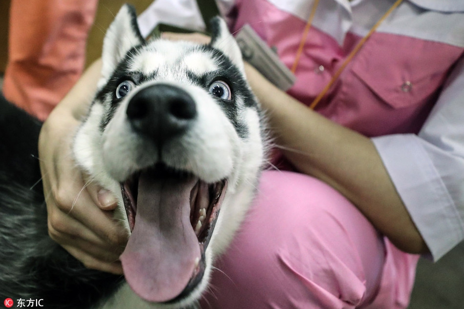 Khi vừa nhìn thấy các bác sĩ tại bệnh viện thú y Zoovet ở Moscow, một chú chó husky đã vô cùng sợ hãi và chỉ muốn thoát khỏi nơi đây càng nhanh càng tốt. Biểu hiện hài hước của loài động vật khiến ai cũng thích thú.