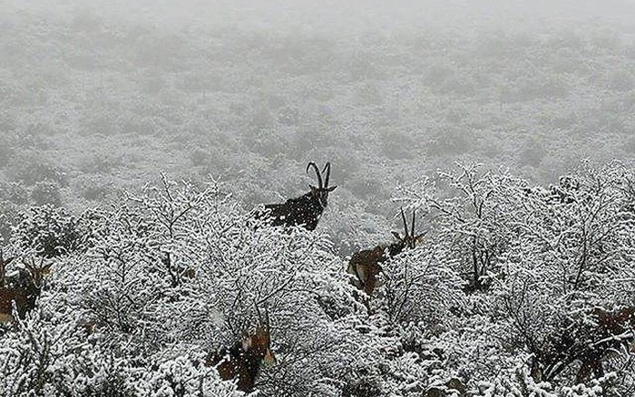 Muốn sống sót, chúng sẽ phải chống chọi hết đợt bão tuyết này vì cỏ và những lá cây non mềm đã bị chôn vùi dưới lớp tuyết dày.
