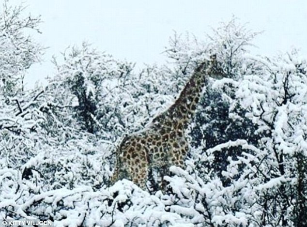 Tuy nhiên, đợt lạnh lần này đến rất muộn. Tuyết rơi bất thường phủ trắng vùng Western Cape của Nam Phi khi đáng lẽ đây là thời điểm ấm ấp của mùa Xuân.