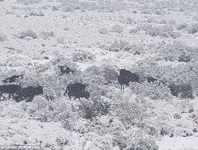 Thời tiết giá lạnh đột ngột cũng khiến bầy linh dương chật vật ẩn nấp, tìm thức ăn.