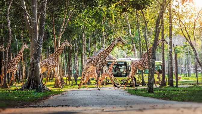 3 ngay 2 dem “du” Maroon 5 tai 8Wonder Winter Festival-Hinh-9