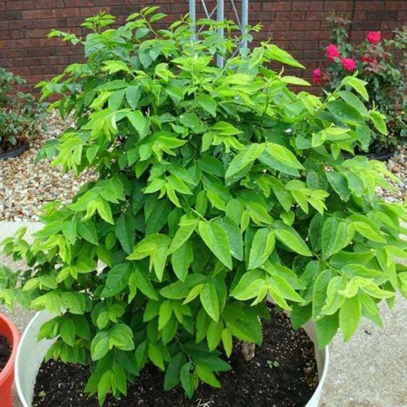 Vi sao ba de nen an rau ngot, nhung ba bau tuyet doi khong an?