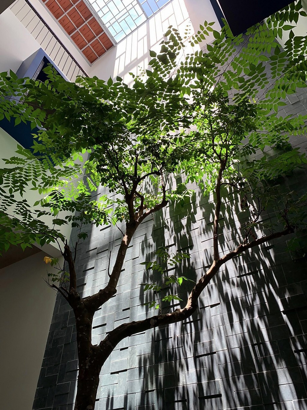 Vào mùa mưa, hệ mái kính nắp giếng trời được đóng lại để tránh mưa gió nhưng vẫn cho phép ánh sáng tự nhiên vào các không gian bên dưới. Phần mái nhà chính vẫn được lợp ngói truyền thống với độ dốc lớn và mương thoát nước đủ sâu giúp thoát nước mưa nhanh chóng và dễ bảo trì bảo dưỡng về sau. 