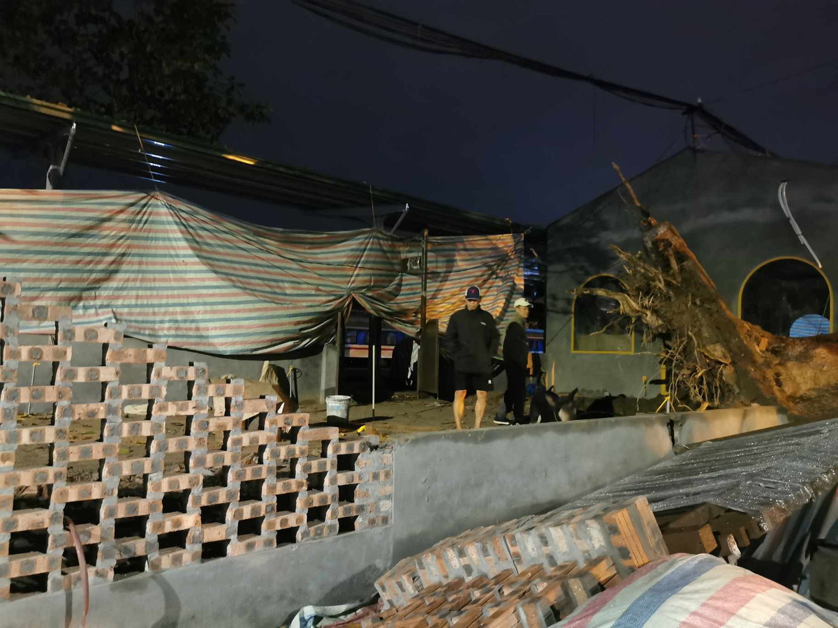 Gốc cây xà cừ bị đổ chỉ còn ít rễ.