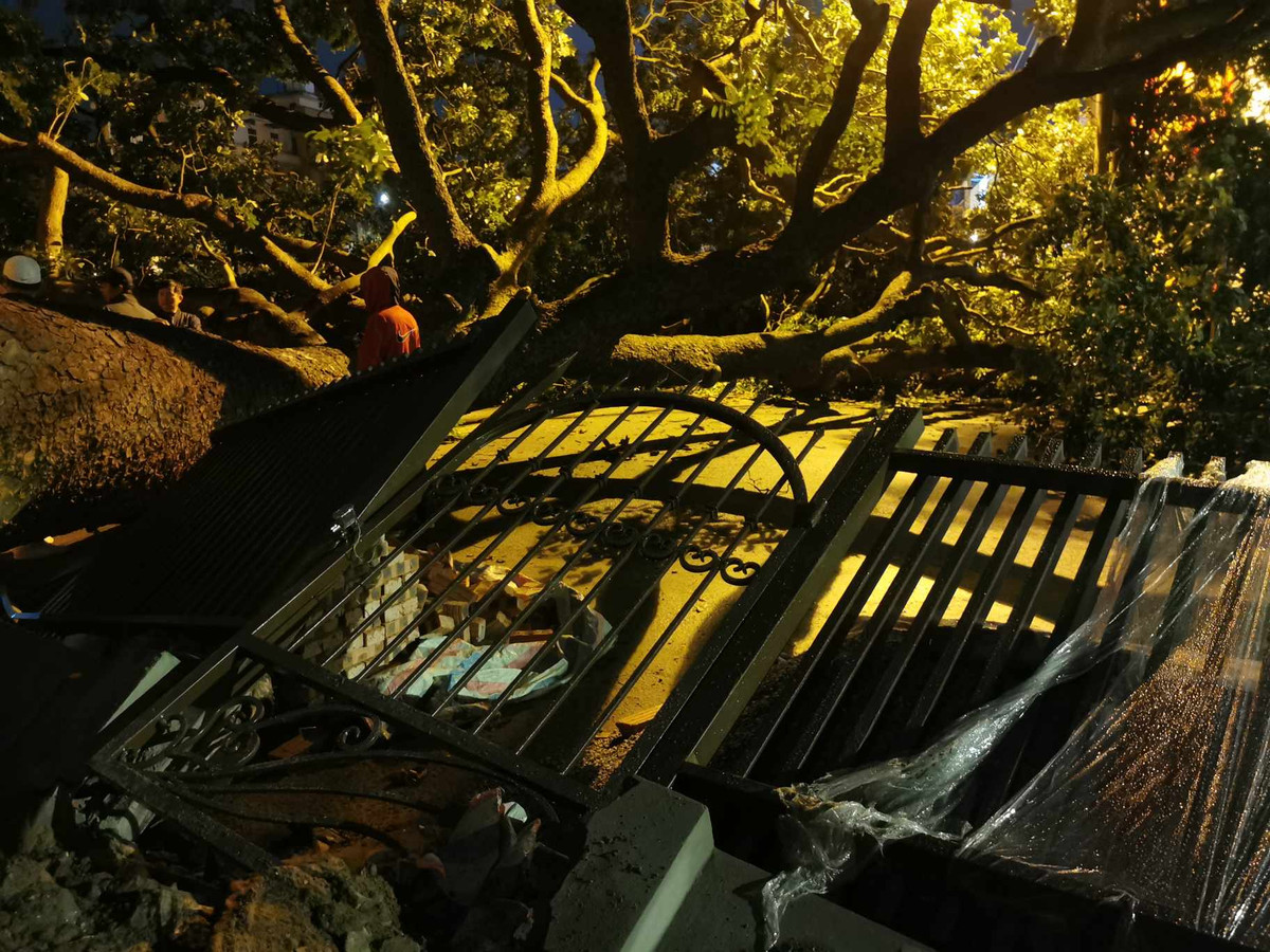 Người dân cho biết, thời điểm cây đổ có gió mạnh kèm theo mưa. Người này cho biết, sự việc diễn ra vào lúc trời tối lại mưa rét nên không có người. 