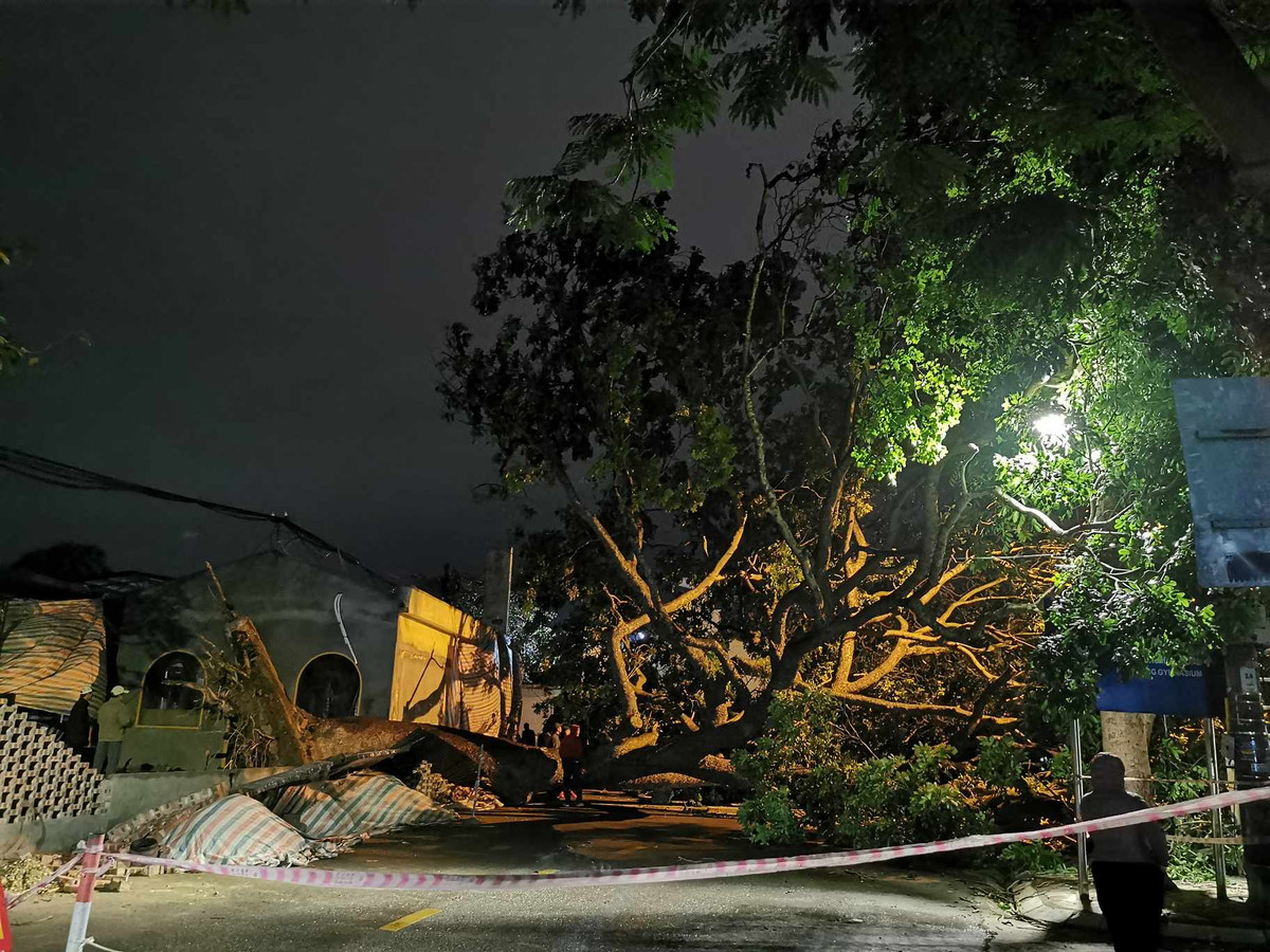 Ban ngày dưới gốc cây này có quán nước trà, thường rất đông người ngồi và nhiều xe taxi đậu đỗ.