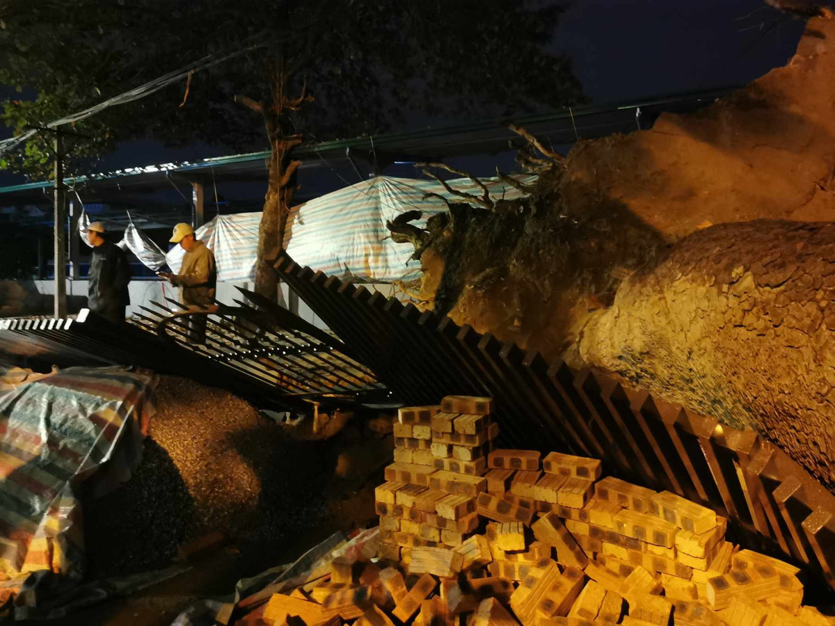 Vụ việc không gây thiệt hại về người, nhưng khiến nhiều người hốt hoảng sau tiếng động lớn do cây đổ.