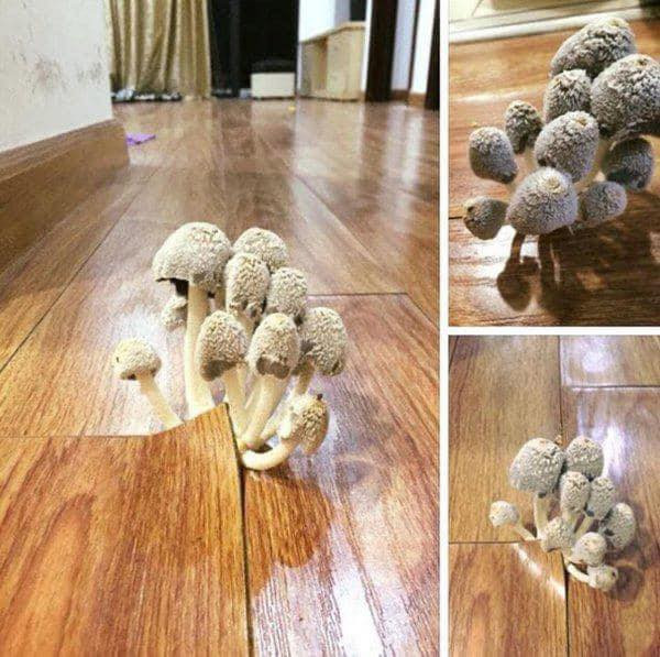 Sàn nhà mọc nấm là hình ảnh thường thấy của không ít phòng trọ khi để không quá lâu.