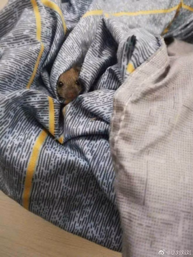 Đến cả chăn màn, giường ngủ cũng là nơi chuột trú ngụ.