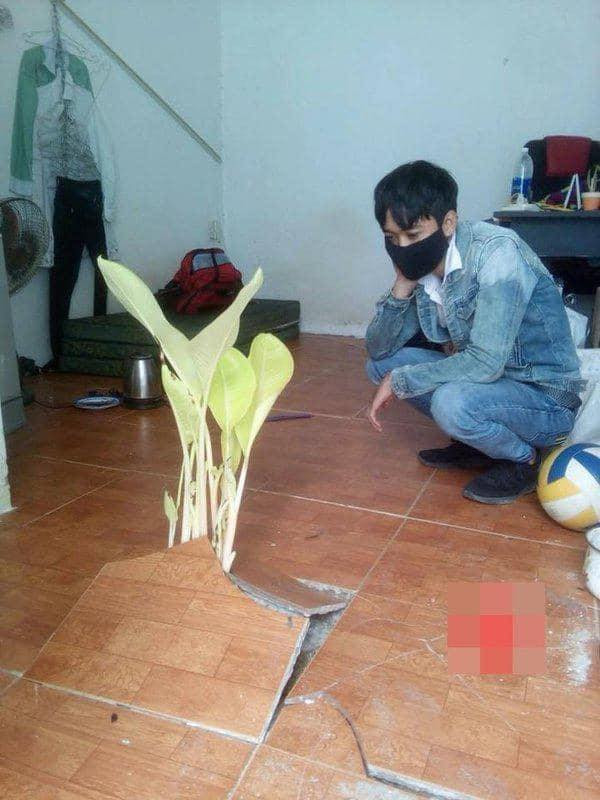 Thậm chí có phòng trọ còn mọc hẳn cây giữa nhà vì bỏ quên quá lâu.