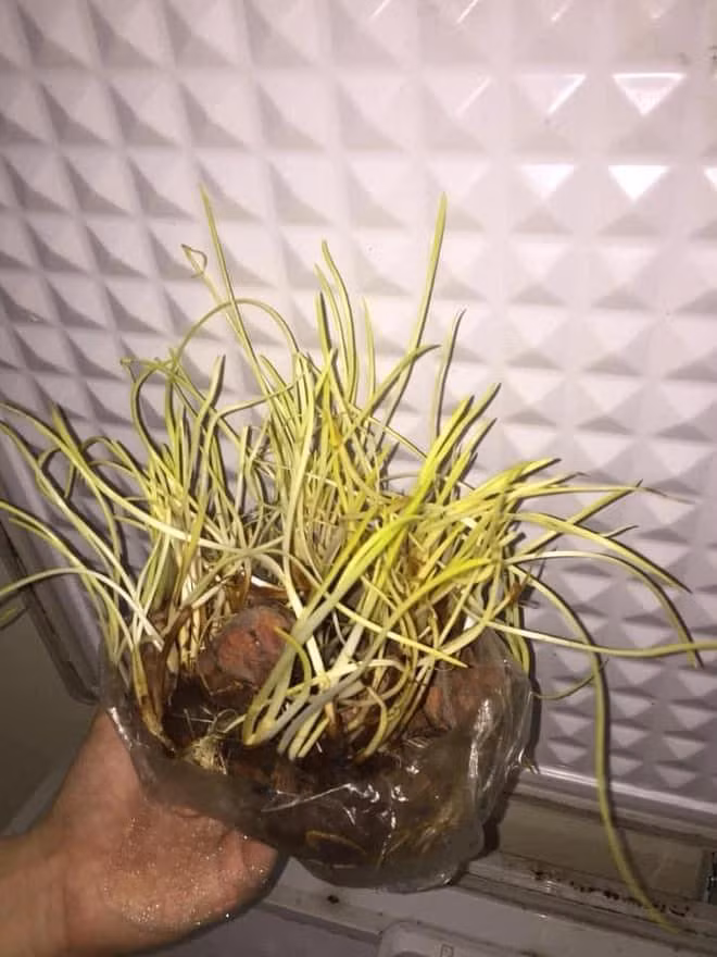 Tưởng rằng phòng trọ với diện tích nhỏ hẹp thì công cuộc dọn dẹp sẽ trở nên dễ dàng và nhanh chóng. Tuy nhiên ai cũng sẽ phải thay đổi suy nghĩ khi nhìn thấy những cảnh tượng này.