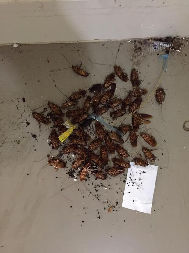 Phân chuột, côn trùng rải rác khắp nền nhà làm cho phòng trọ trở nên tan hoang.