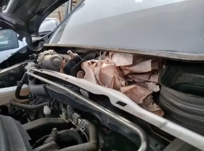 Cách đây khá lâu, trường hợp của một người đàn ông ở Thái Lan đã góp thêm một "tác phẩm" giấu quỹ đen bi hài nữa vào bộ sưu tập này.