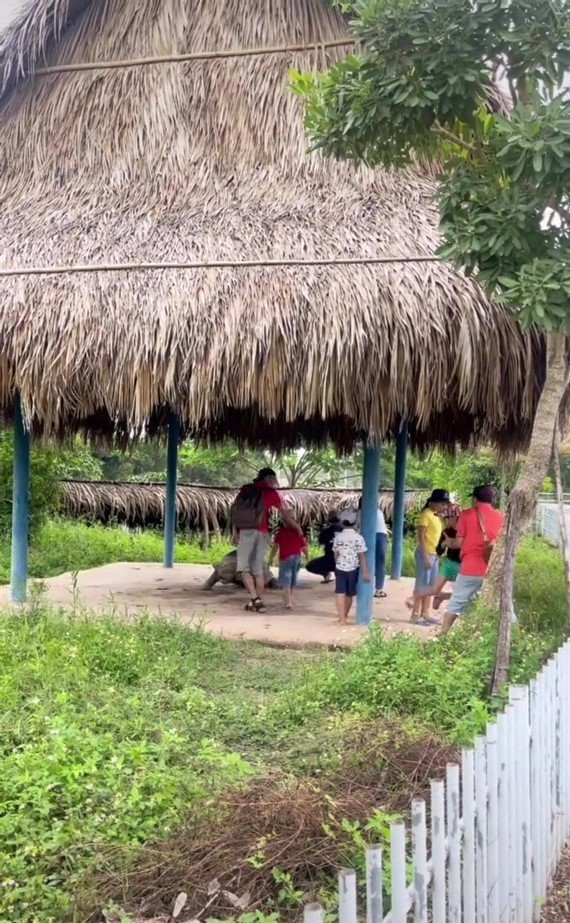 Trong đoạn clip, nữ TikToker cho biết xung quanh chuồng thú đều có các biển cấm lại gần. Ngay từ khi đợi xe điện ở cổng vào, khách tham quan cũng đã được nhân viên nhắc nhở cẩn không được đưa tay hay trèo qua hàng rào để vào chuồng thú. Ảnh: Chụp màn hình