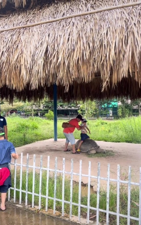 Theo clip ghi lại, nhóm khách du lịch này có hành động thiếu ý thức khi liên tục thay nhau bế con, đặt bé ngồi lên lưng rùa và vô tư chụp ảnh sống ảo. Ảnh: Chụp màn hình