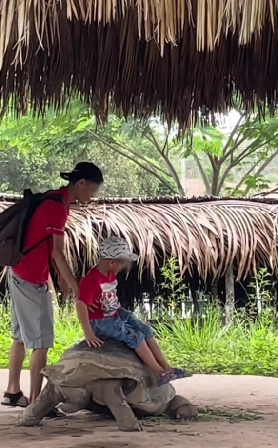 Một số ý kiến nhận xét rùa là loài vật nhìn hiền lành nhưng khá nguy hiểm. Nếu không may một em bé trong nhóm này bị rùa cắn, thật khó tưởng tượng điều gì sẽ xảy ra. Ảnh: Chụp màn hình