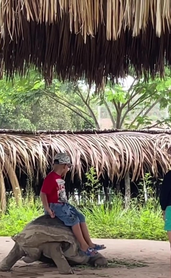 Cô nàng cho biết ban đầu có 1 người lớn trèo vào, sau không thấy ai phát hiện hay nhắc nhở nên họ đã bế cả con vào để chụp ảnh. Ảnh: Chụp màn hình