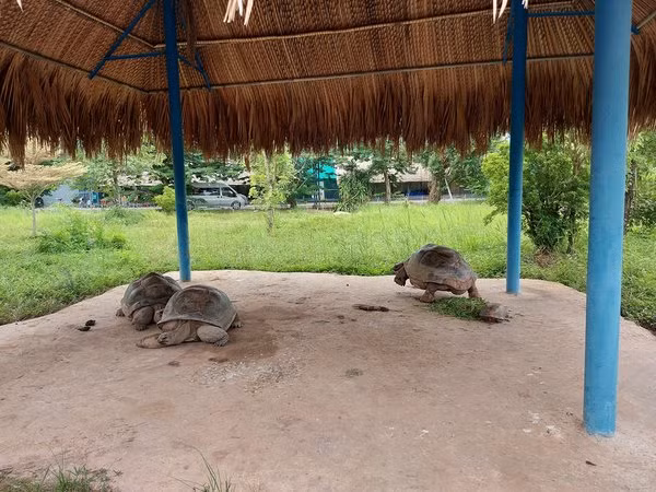 Mới đây, một tài khoản TikTok chia sẻ clip ghi lại khoảnh khắc một gia đình khoảng 20 người đã liên tục thay nhau bế con, đặt bé ngồi lên lưng rùa để chụp ảnh. Ảnh: Mai Trâm