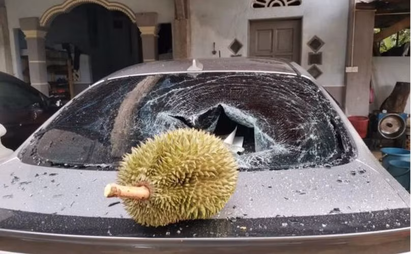 Không riêng gì bị tạt sơn hay vẽ bậy, nhiều trường hợp khác còn lãnh hậu quả trời ơi đất hỡi khi đỗ xe dưới gốc sầu riêng.