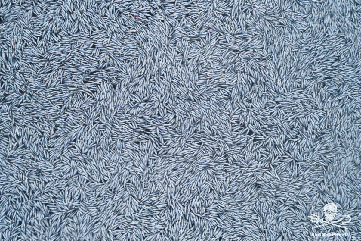 Kinh ngac tram nghin con ca chet phu kin 3.000m2 mat bien