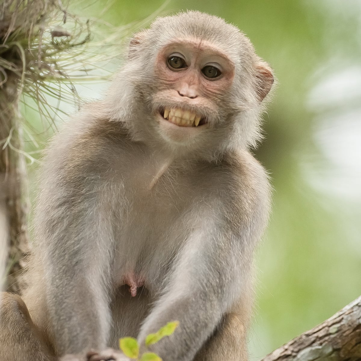 Vào thời điểm phát hiện con khỉ trên, nhiều người dân Anh chưa từng nhìn thấy một người Pháp bằng xương bằng thịt nào.