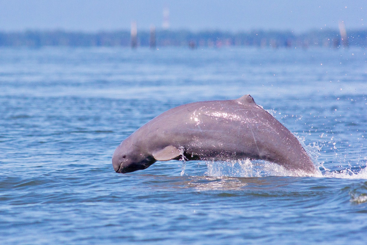 Sự xuất hiện của các con cá heo nước ngọt Irrawaddy tại các con sống thu hút nhiều khách du lịch ghé thăm, đem lại nguồn thu cho địa phương.
