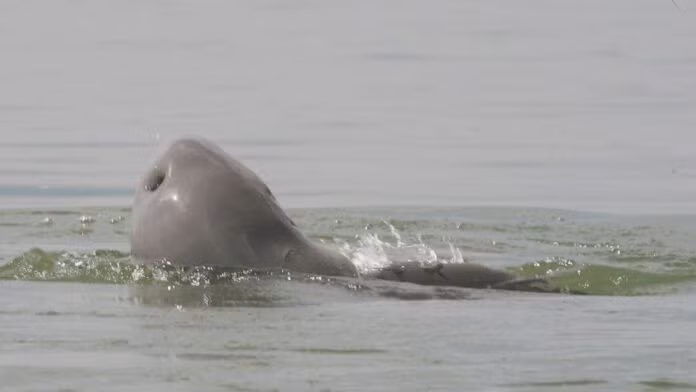 Vào ngày 15/2, con cá heo nước ngọt Irrawaddy cuối cùng ở Lào vướng vào lưới đánh cá và được phát hiện đã chết bên một bờ sông thuộc tỉnh Stung Treng, Campuchia, giáp giới với Lào.