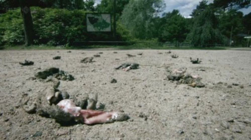 Bà Janne Kloepper công Viện Vệ sinh và Môi trường có trụ sở tại Hamburg là một trong những chuyên gia đi tìm lời giải cho cái chết kỳ lạ của hơn 1.000 con ếch trên.