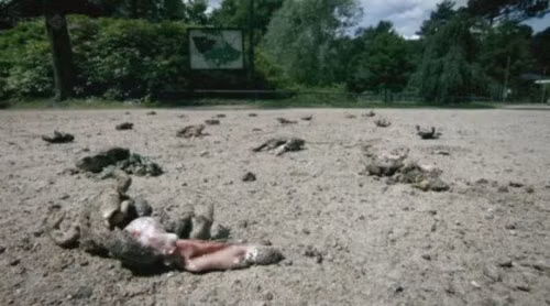 Bà Janne Kloepper công Viện Vệ sinh và Môi trường có trụ sở tại Hamburg là một trong những chuyên gia đi tìm lời giải cho cái chết kỳ lạ của hơn 1.000 con ếch trên.