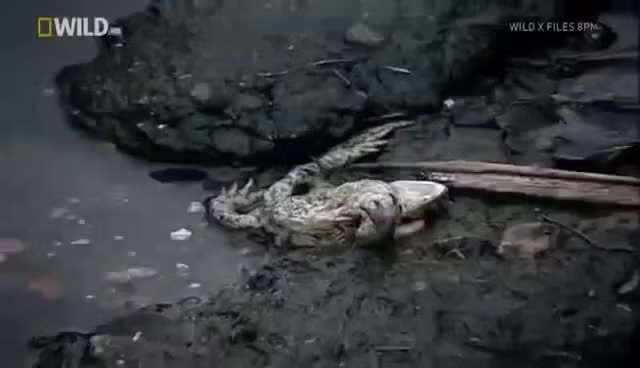 Sau khi nhận được thông tin về hiện tượng kỳ lạ này, các nhà khoa học nhanh chóng tới hồ nước được mệnh danh là "hồ tử thần" trên để điều tra, làm rõ nguyên nhân.