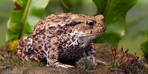 "Thật là kỳ lạ. Đang xảy ra một chuyện độc nhất vô nhị tại đây. Hiện tượng này dường như chưa xảy ra ở bất kỳ đâu trên thế giới", bà Kloepper cho hay.