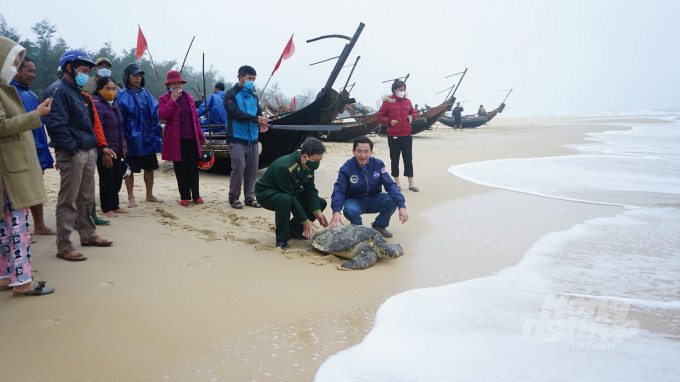 Sau khi mang con rùa lên bờ, ông Tuyên thông báo cho chính quyền địa phương. Nó được kiểm tra sức khỏe và xác định có chiều dài khoảng 70 - 80 cm, nặng khoảng 50 kg và ở trong tình trạng khỏe mạnh.